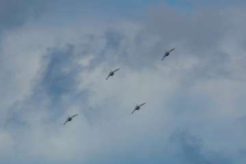 Cuatro países participan en ejercicios de desembarco frente a Las Canteras (Foto Antonio Rico)